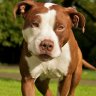 Pit_Bull